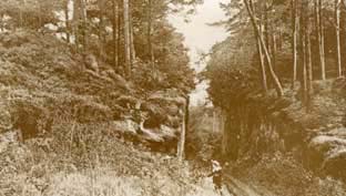 Storeton_Wood_Near_Birkenhead.jpg