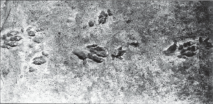 footprints of a Chirotherium (dinosaur type creature)