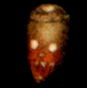 Punky Lantern
